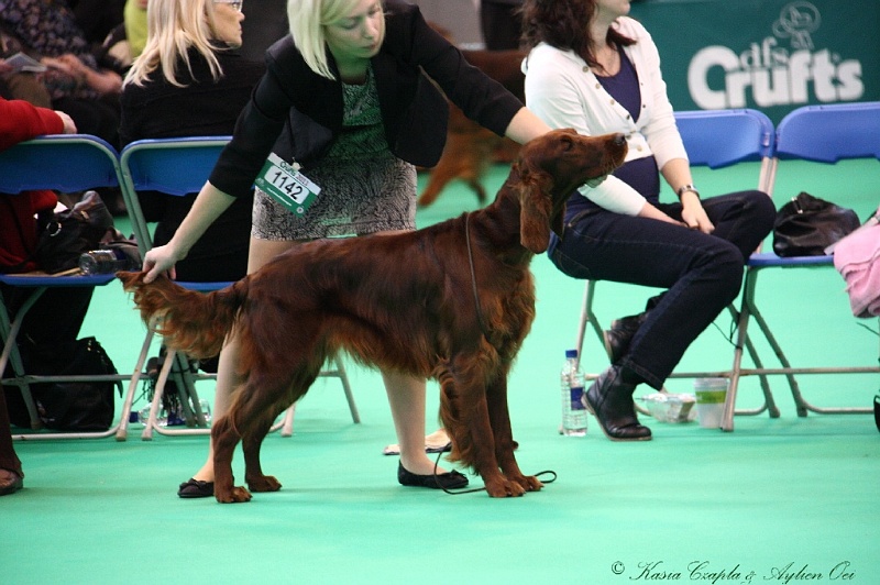 Crufts2011 254.jpg